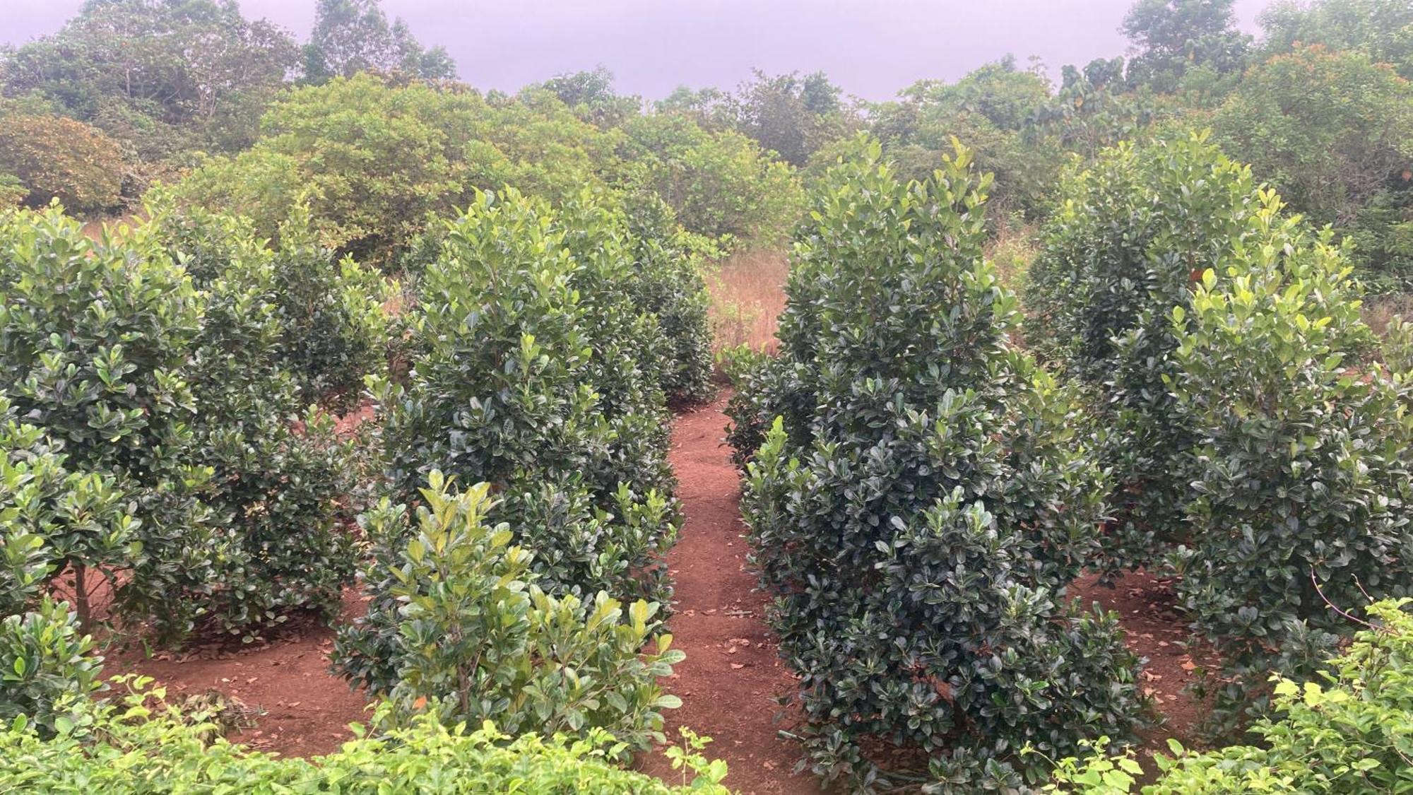 Villa Mo'S Agro Pāppinisseri Esterno foto